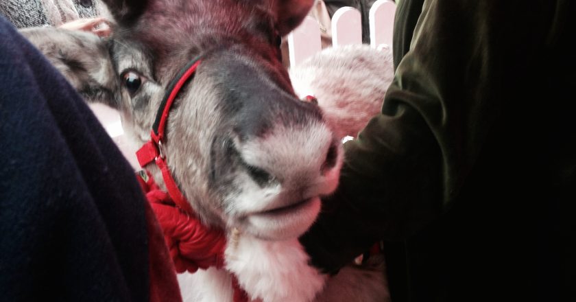 The Hollowegian and The City: Christmas Culture Guide