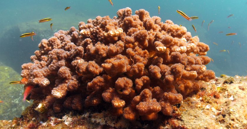 What’s the deal with…coral bleaching?