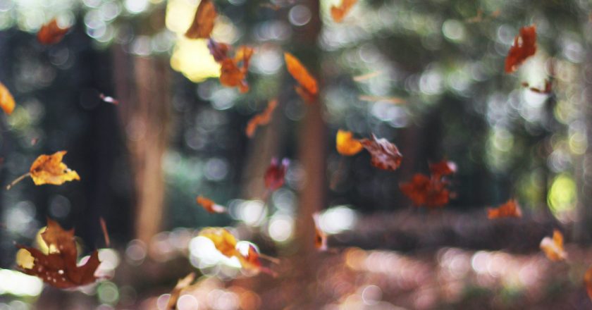 The appeal of autumn: Reasons to Fall in Love with Autumn