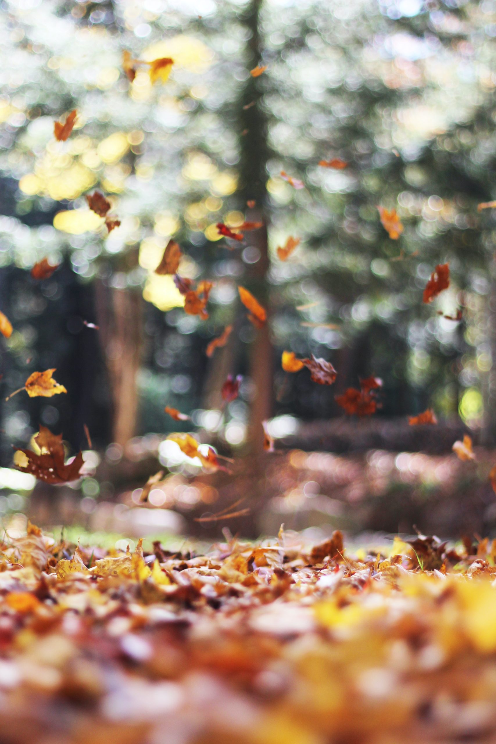 The appeal of autumn: Reasons to Fall in Love with Autumn
