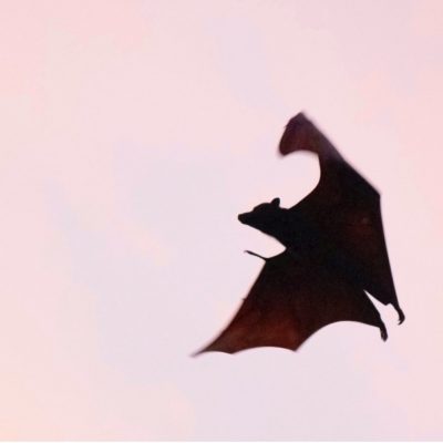 Resurgence of the Vampire
