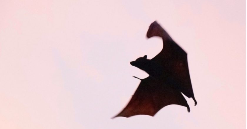 Resurgence of the Vampire